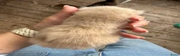 Mixed Breed cats for sale: Beautiful litter off 5 - Advert 2