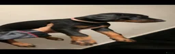 Dobermann dogs for sale: Royal KC Doberman puppies  - Advert 9