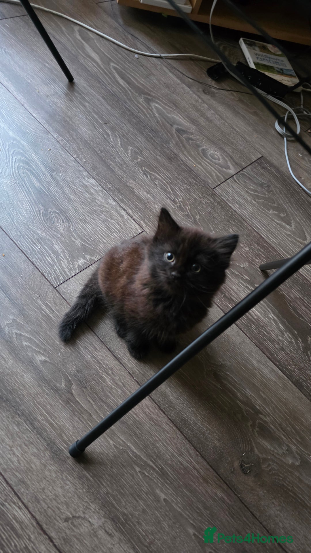 Mixed Breed cats for sale: Adorable kittens - Image 2