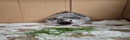 Guinea Pig rodents for sale: Californian Funky Guinea Pigs  - Advert 6
