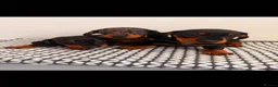 Miniature Dachshund dogs for sale: Miniature Dachshunds - Advert 1