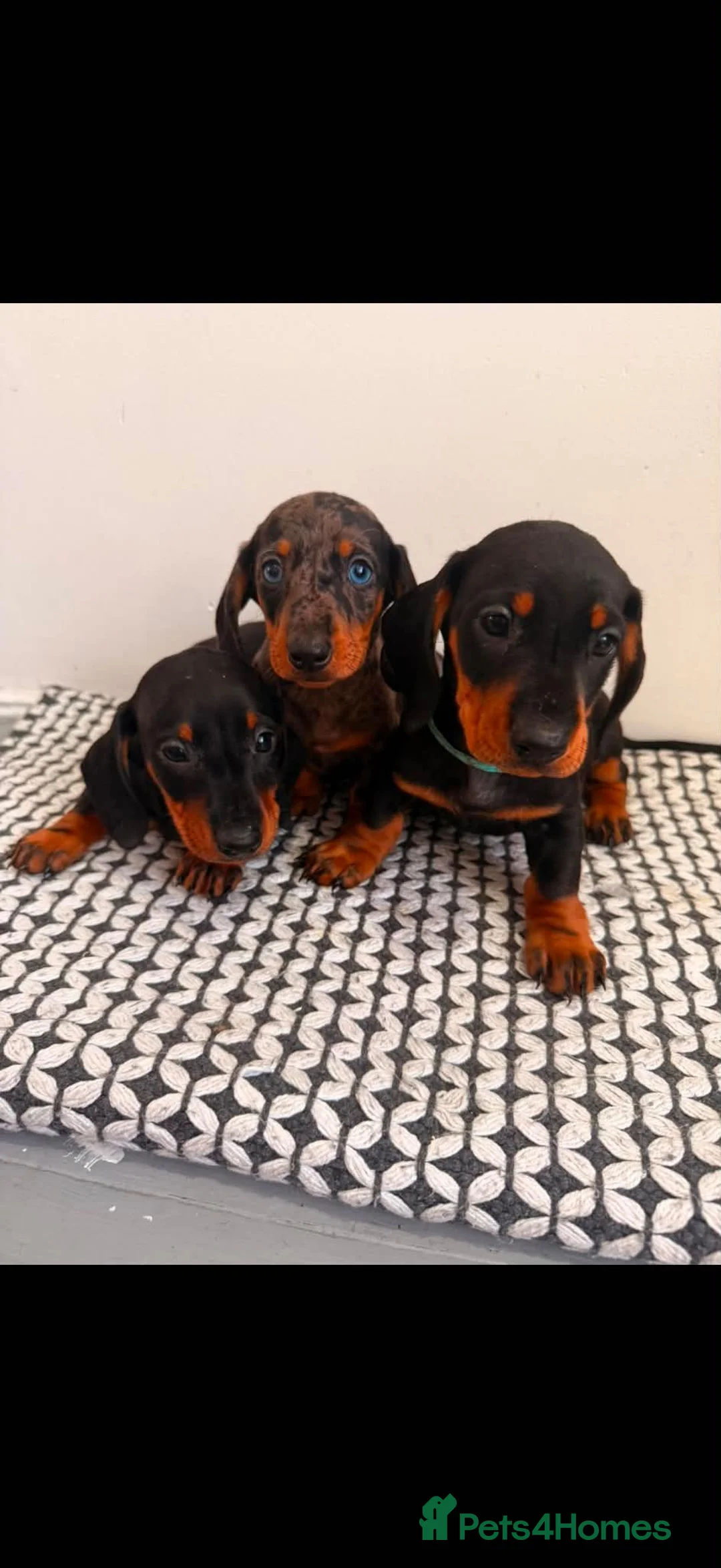 Miniature Dachshund dogs for sale: Miniature Dachshunds - Advert 1
