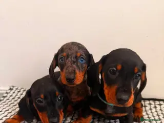Miniature Dachshund dogs Miniature Dachshunds - Advert 1