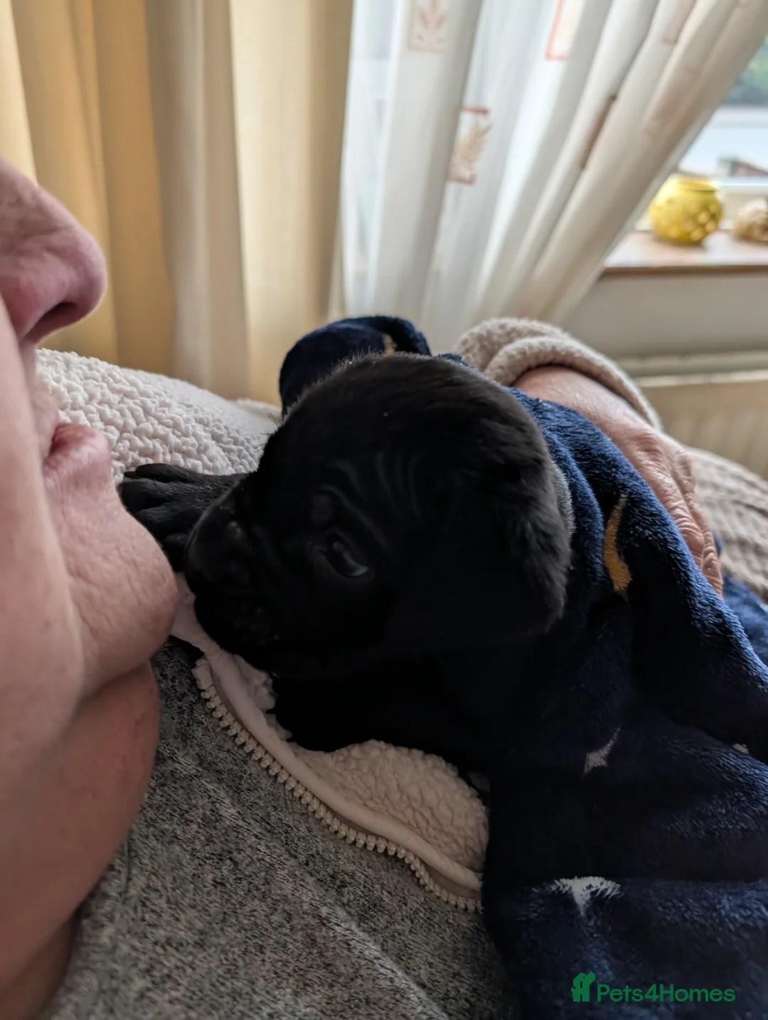 Cane Corso dogs for sale: Cane corso puppies  - Advert 11