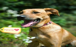 Mixed Breed dogs for adoption: 💖🐶 NIXIE 🐶💖 - Image 2
