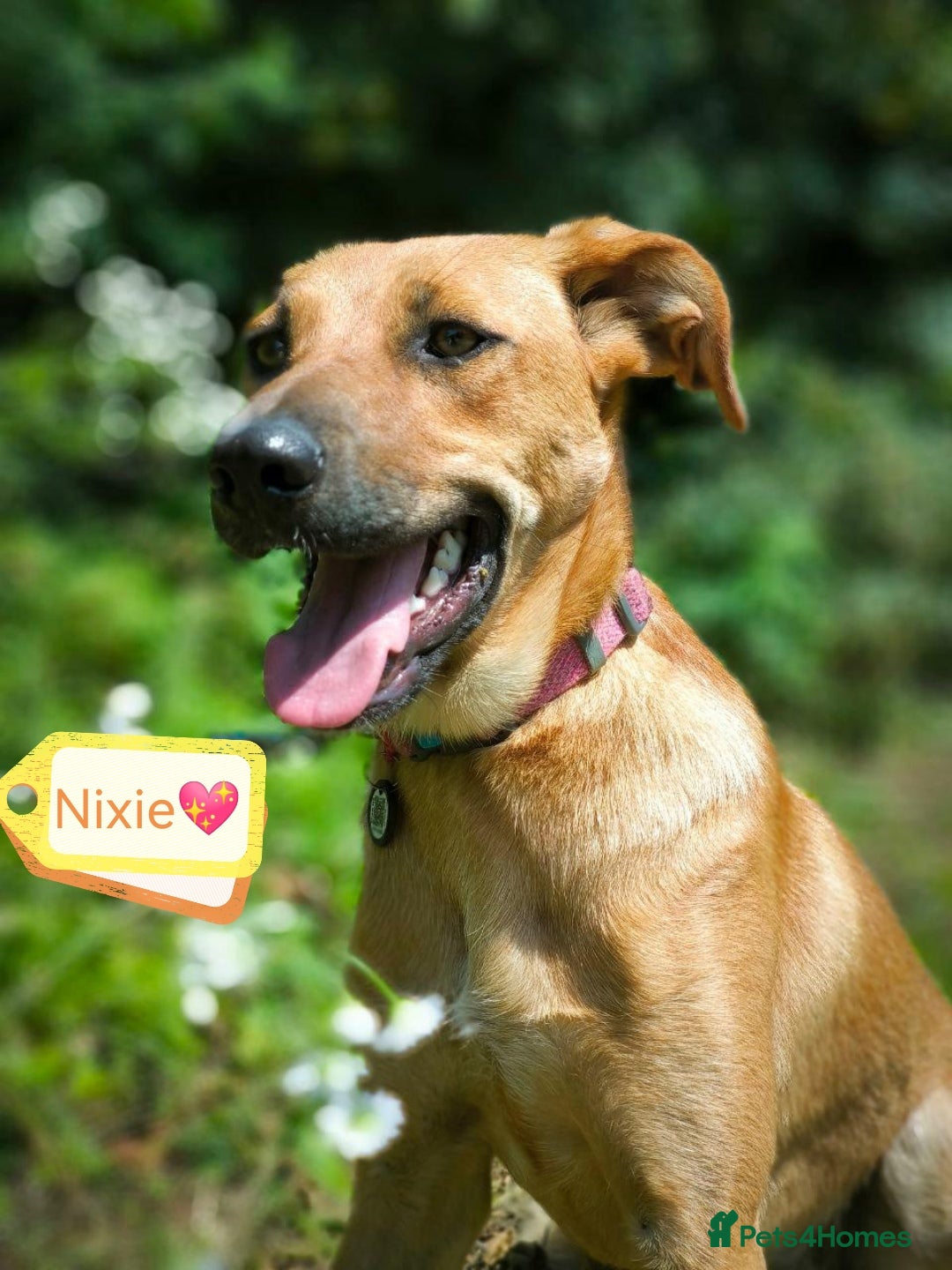 Mixed Breed dogs for adoption: 💖🐶 NIXIE 🐶💖 - Image 2