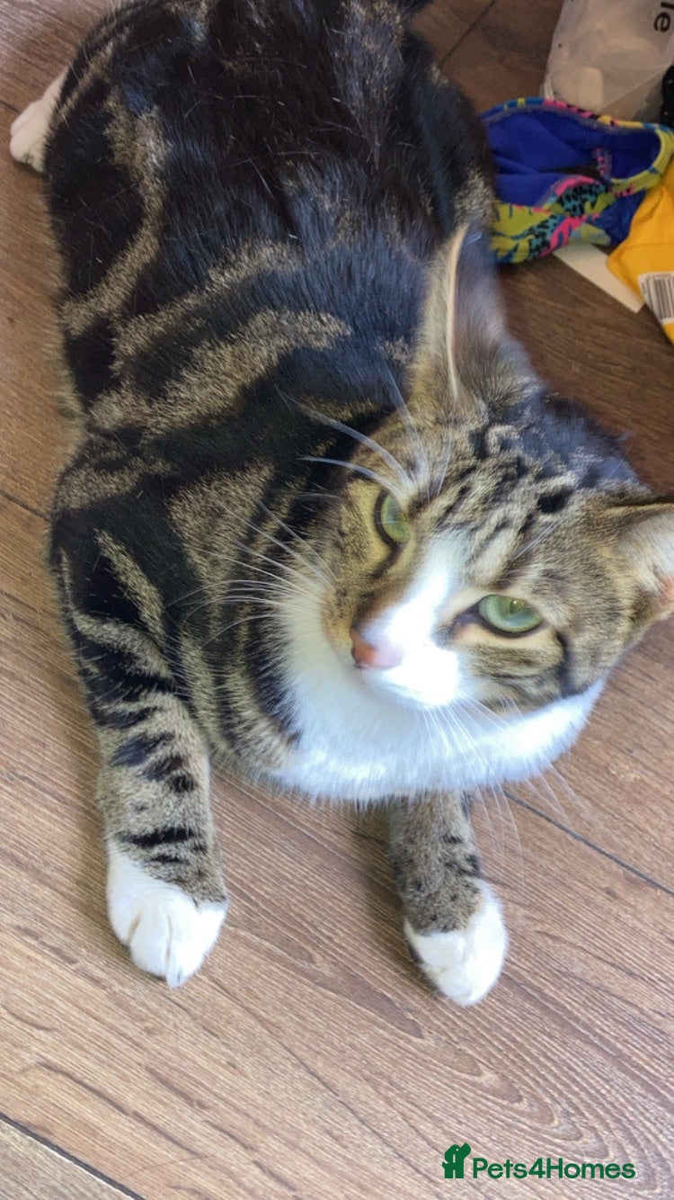 Mixed Breed cats Tabby mixed breed cat for sale  - Advert 1