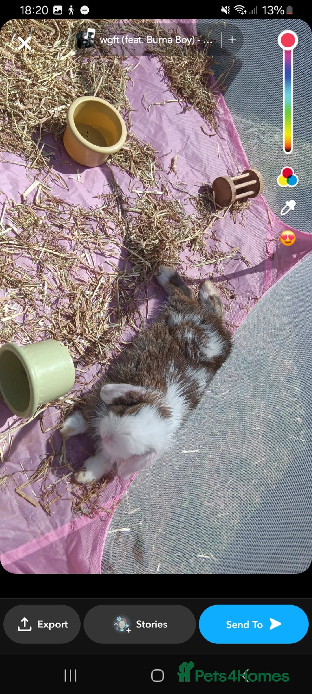 Mini Lop rabbits for sale: Friendly, clingy mini lop  - Image 1