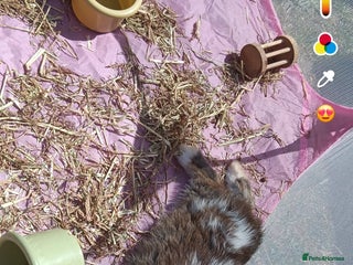 Mini Lop rabbits - Advert 15