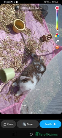 Mini Lop rabbits - Advert 11