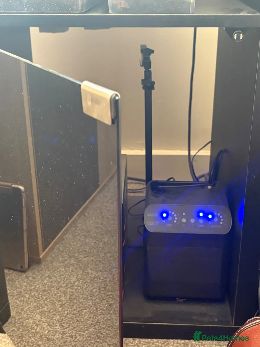 Frog reptiles for sale: Pac-Man frog and enclosure. - Advert 13