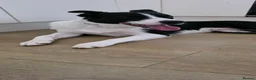 Border Collie dogs for sale: Looking for a Loving Forever Home - Advert 11