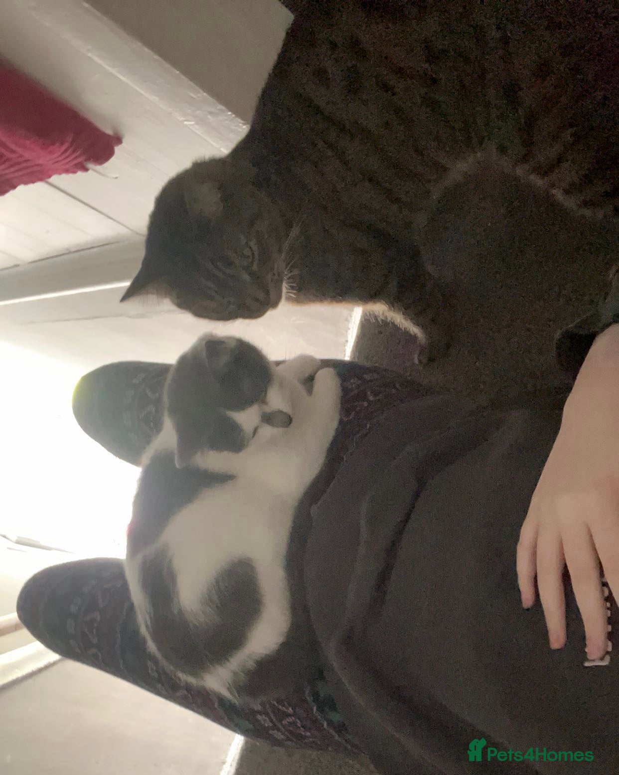 Mixed Breed cats 2 Gorgeous Cat’s | Female & Male - Advert 3