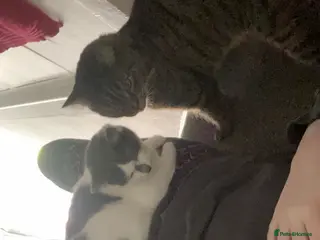 Mixed Breed cats 2 Gorgeous Cat’s | Female & Male - Advert 3