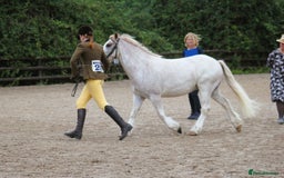 Irish Cob horses for sale: Unbacked 5 year old Gelding  - Image 2