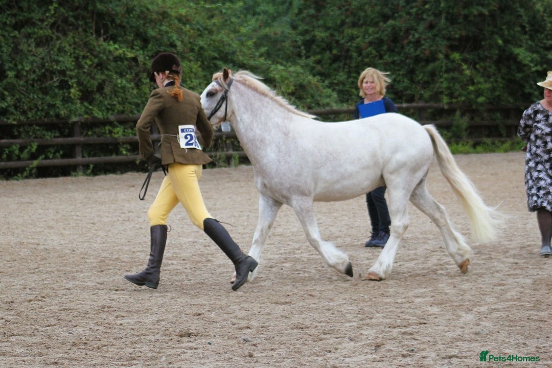 Irish Cob horses for sale: Unbacked 5 year old Gelding  - Image 2