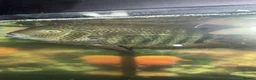 Plecos fish for sale: tropical fish - Advert 5