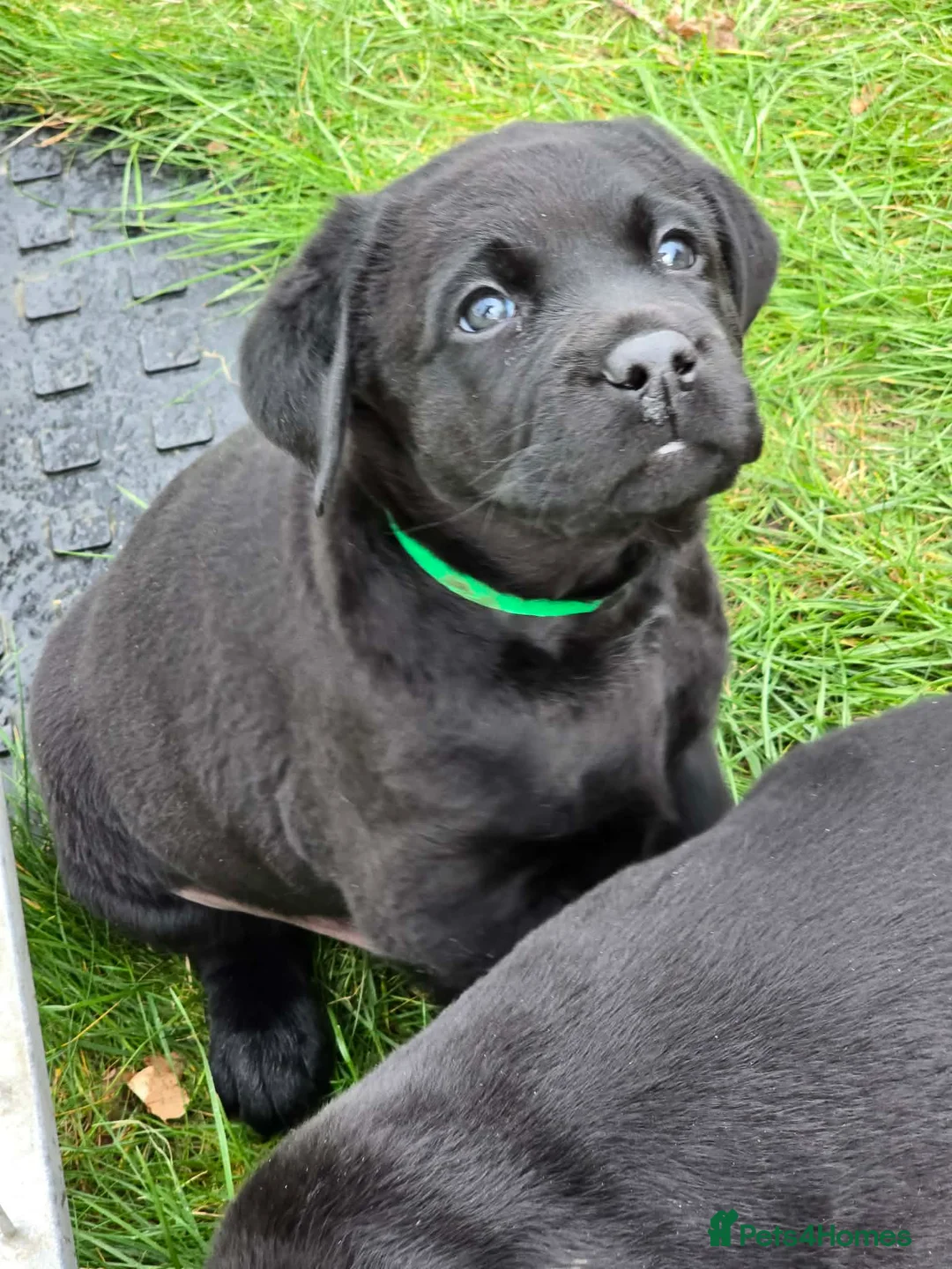 Labrador Retriever dogs for sale: KC Registered- Black Labrador Puppies x 4 - Advert 13