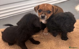 Jack Russell dogs for sale: Jackrussell puppies for sale - Image 8