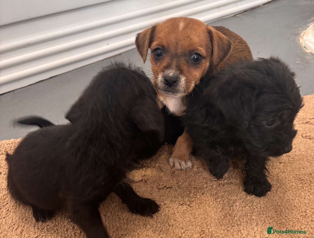 Jack Russell dogs for sale: Jackrussell puppies for sale - Image 8