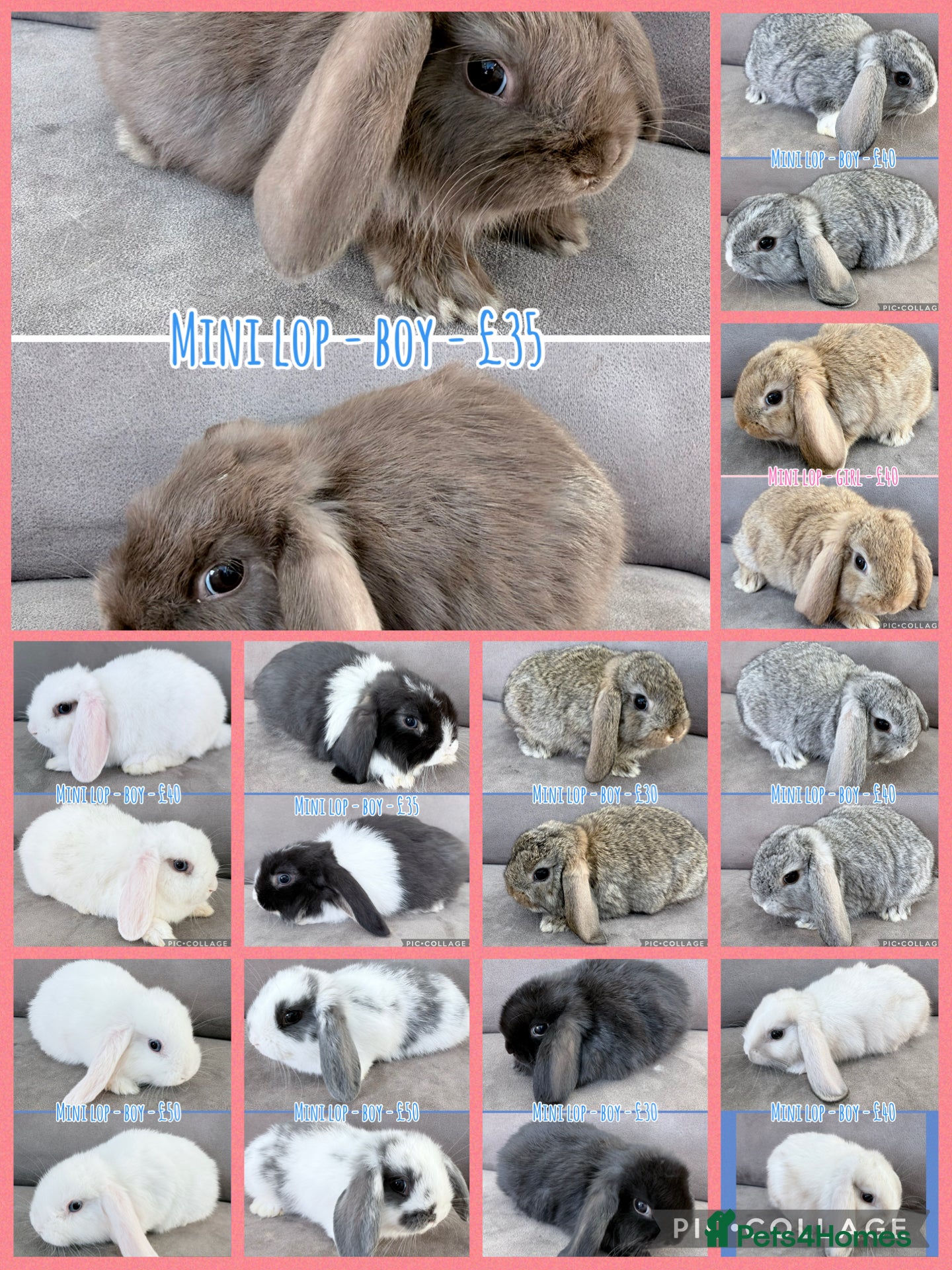 Mini Lop rabbits for sale: Mini Lop Rabbits - Advert 1