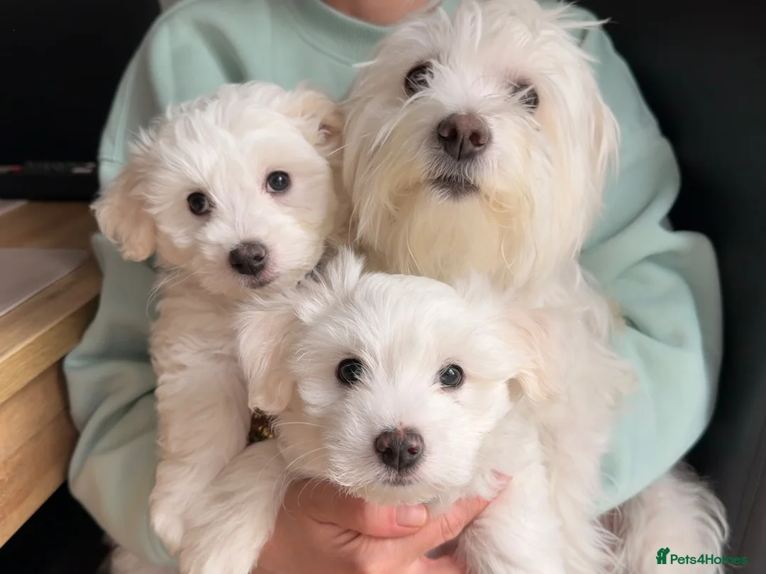 Mixed Breed dogs for sale: 🐾 Adorable Bichon Maltese Puppies For Sale 🐾  - Advert 2