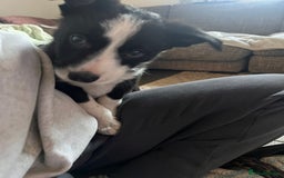 Border Collie dogs for sale: Beautiful MALE Border Collie Puppy - Advert 13