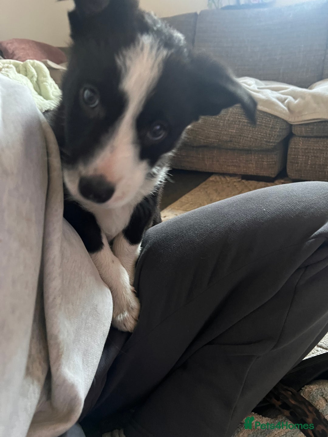 Border Collie dogs for sale: Beautiful MALE Border Collie Puppy - Advert 13