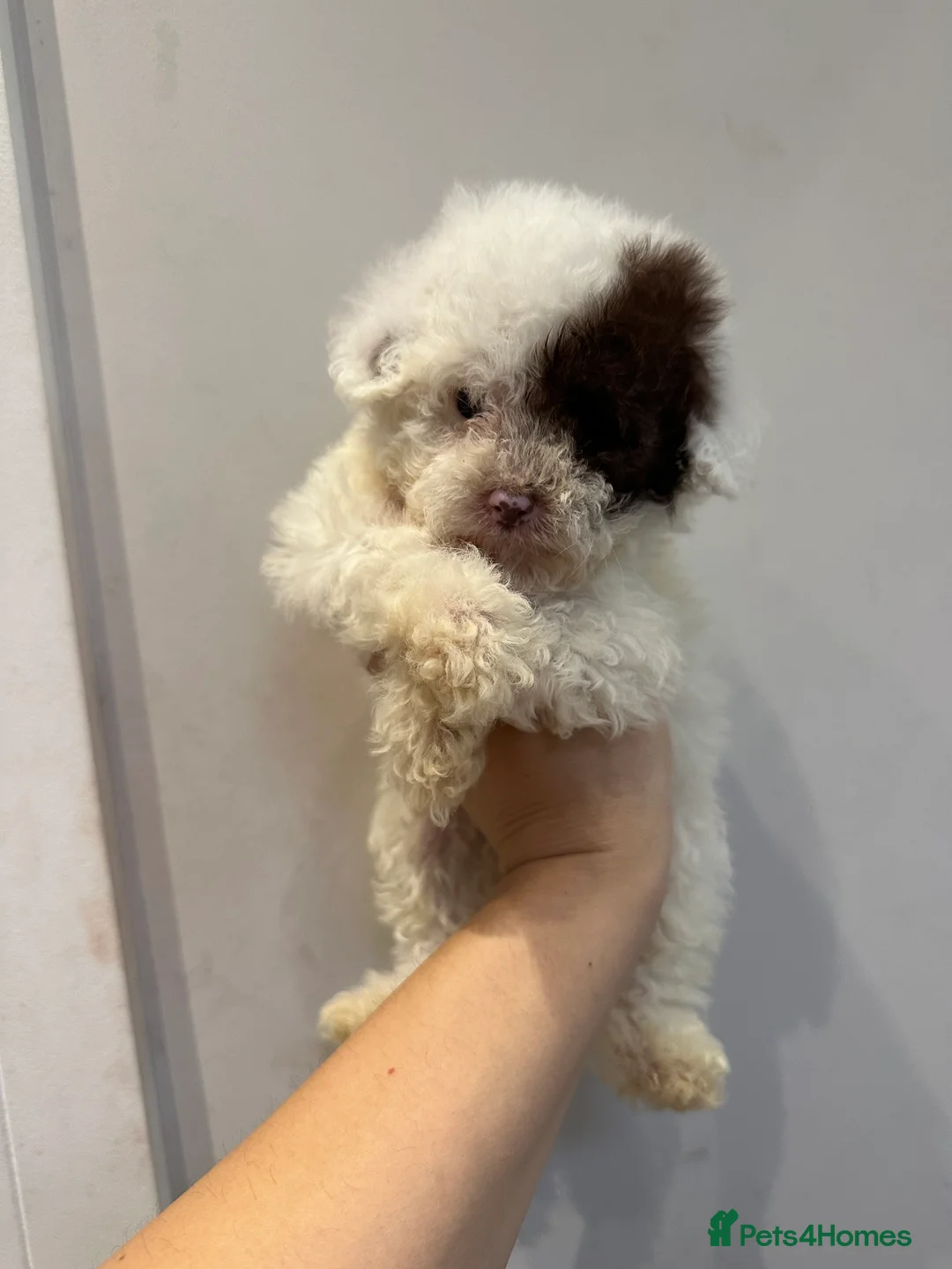 Cavapoo dogs for sale: Exceptional F2 Cavapoo Puppies - HomeRaised  - Advert 27