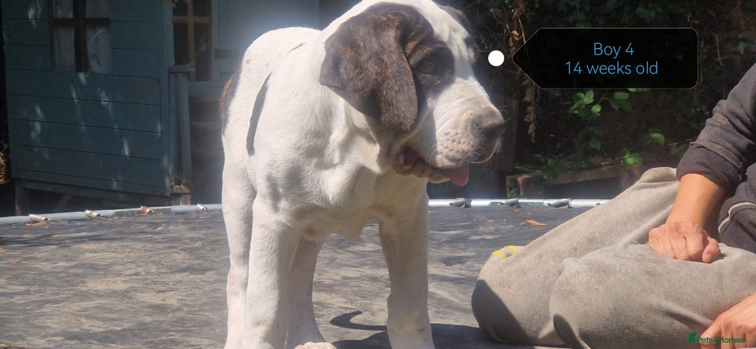 Central Asian Shepherd dogs for sale: Beautiful Alabai Mastiff puppies  in Pulborough - Image 9