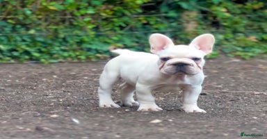 French Bulldog dogs - Advert 16