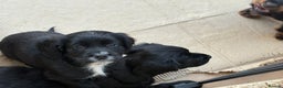 Cocker Spaniel dogs for sale: 2 Black and White Cocker Spaniel Pups - Advert 7