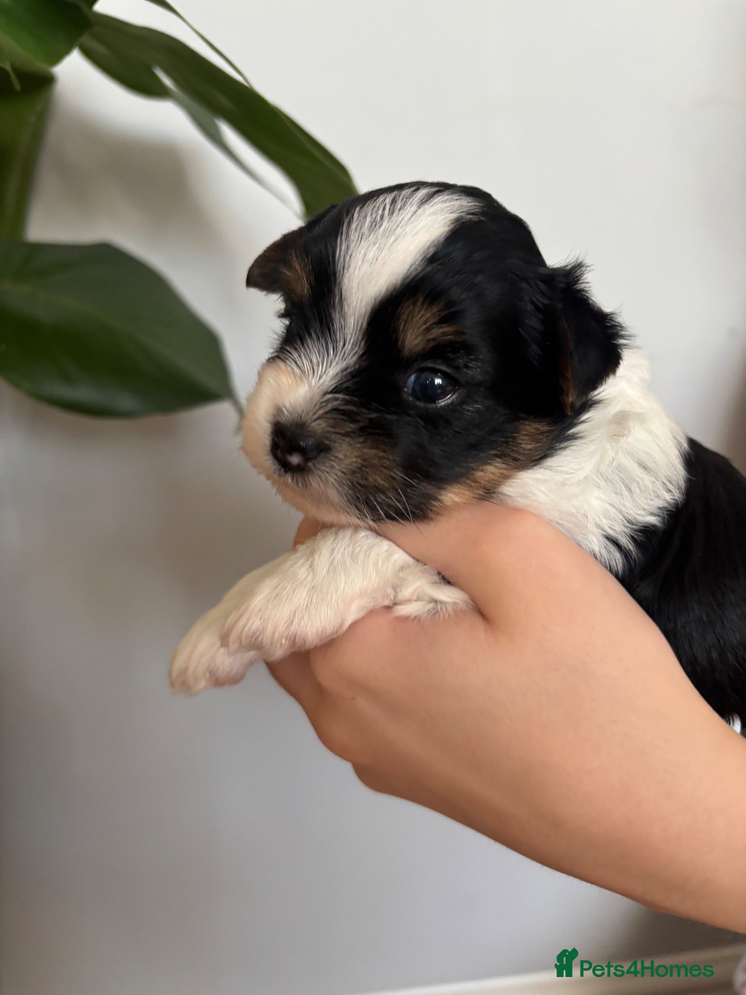 Yorkshire Terrier dogs Beautiful Yorkshire Terrier Puppies IHR Pedigree - Advert 2