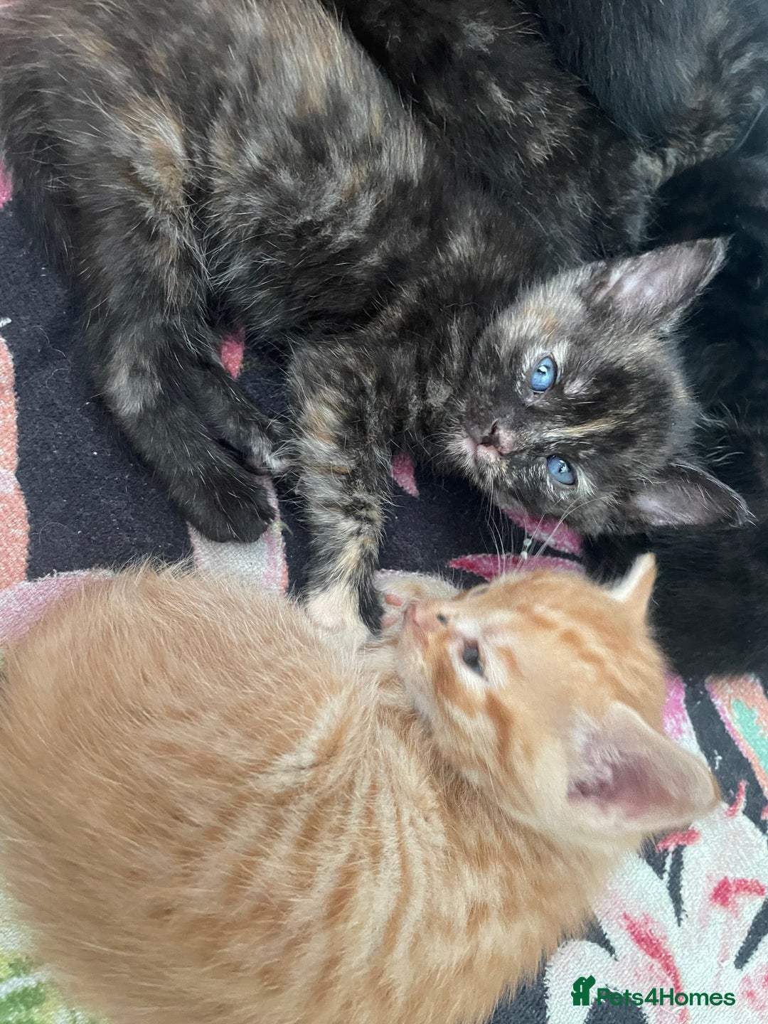 Mixed Breed cats for sale: Only 1 black male available - Image 9