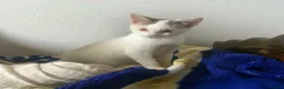 Mixed Breed cats for adoption: Gorgeous Blind cat Lucy is looking for loving home in Sheffield - Advert 5