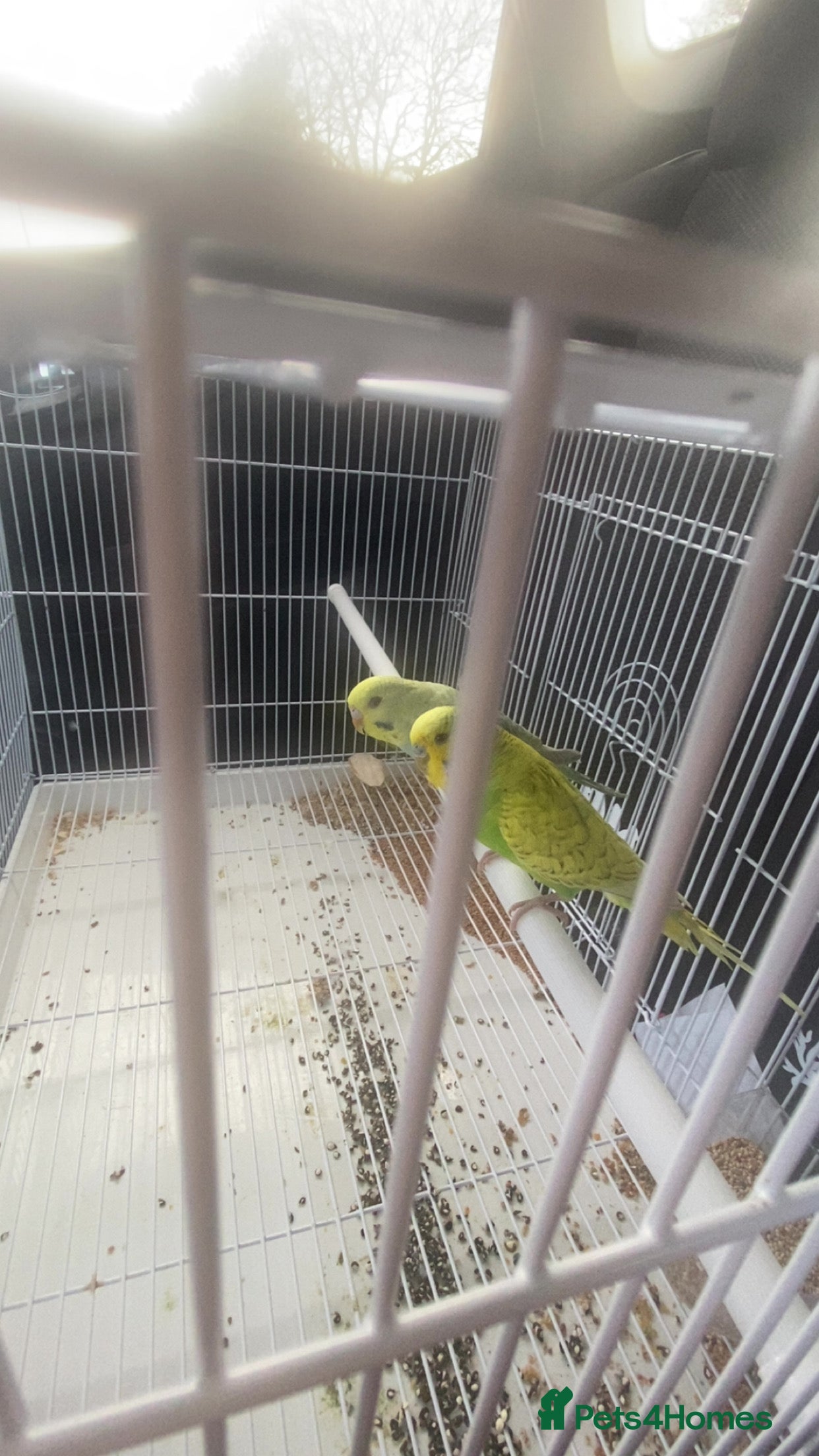 Budgerigars birds Budgies  - Advert 1