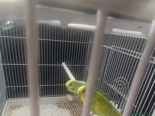 Budgerigars birds Budgies - Advert 2