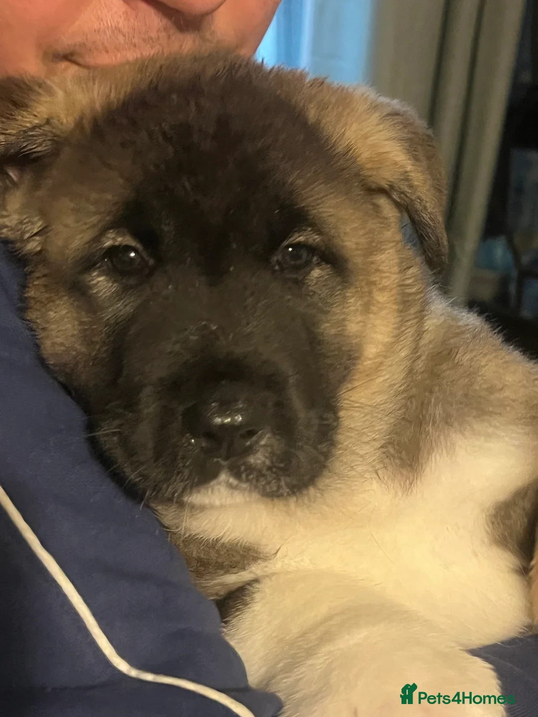 Akita dogs for sale: Akita puppies 1 male 1 female in Doncaster - Advert 3