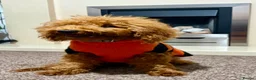 Miniature Poodle dogs for sale: Poodle in Nottingham - Advert 5
