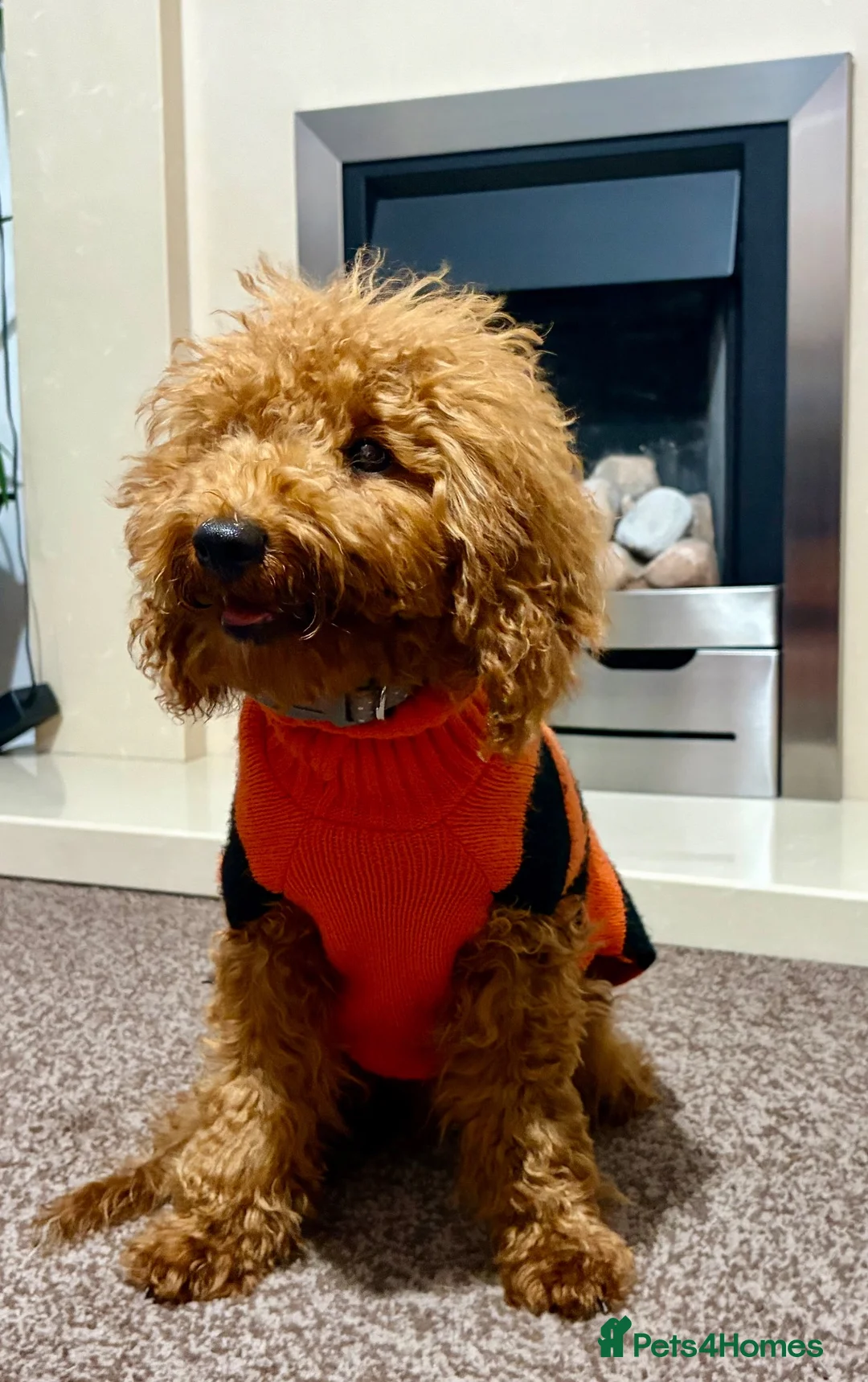 Miniature Poodle dogs for sale: Poodle in Nottingham - Advert 5