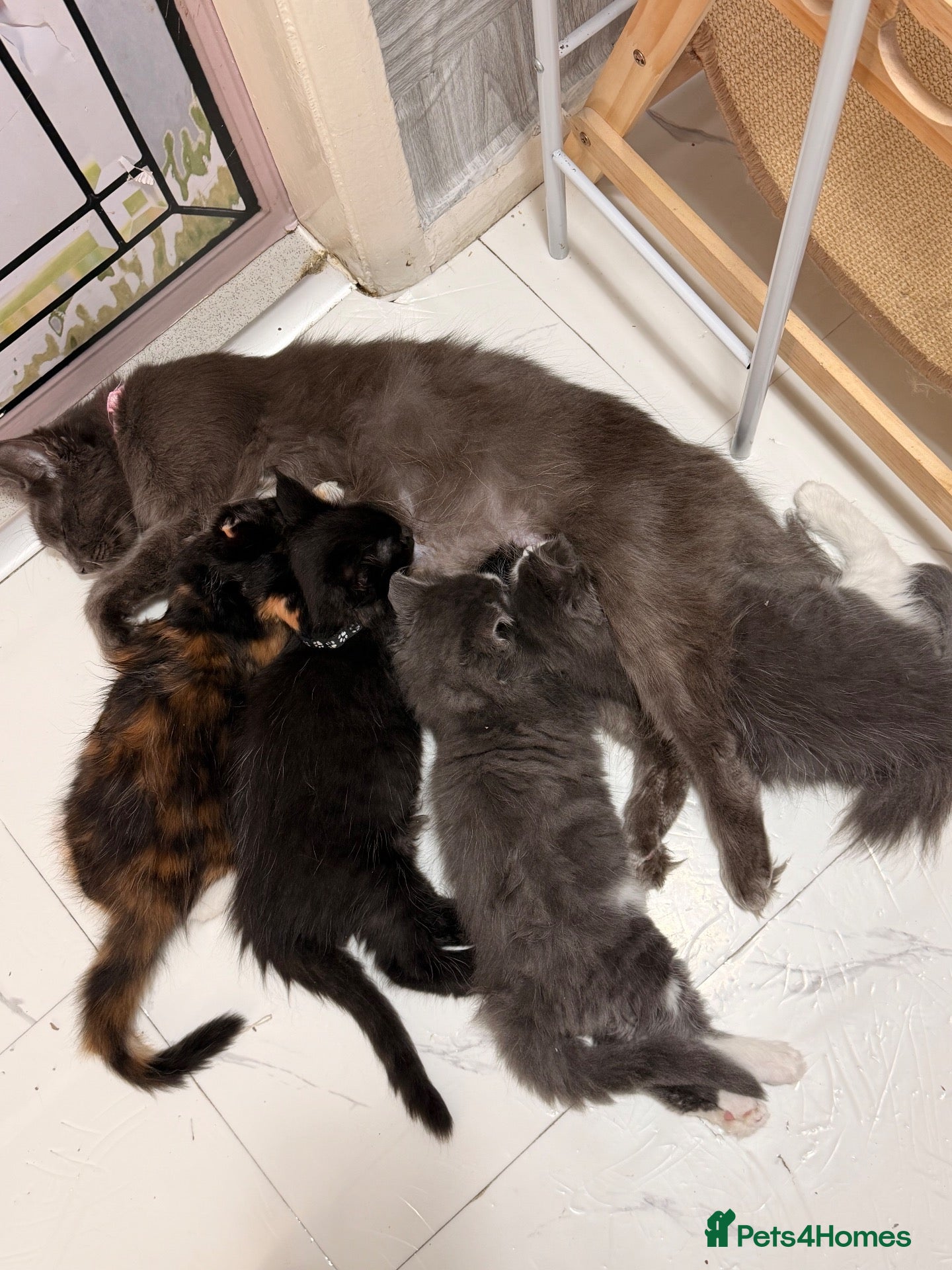 Maine Coon cats Maine coon kittens for sale - Advert 1
