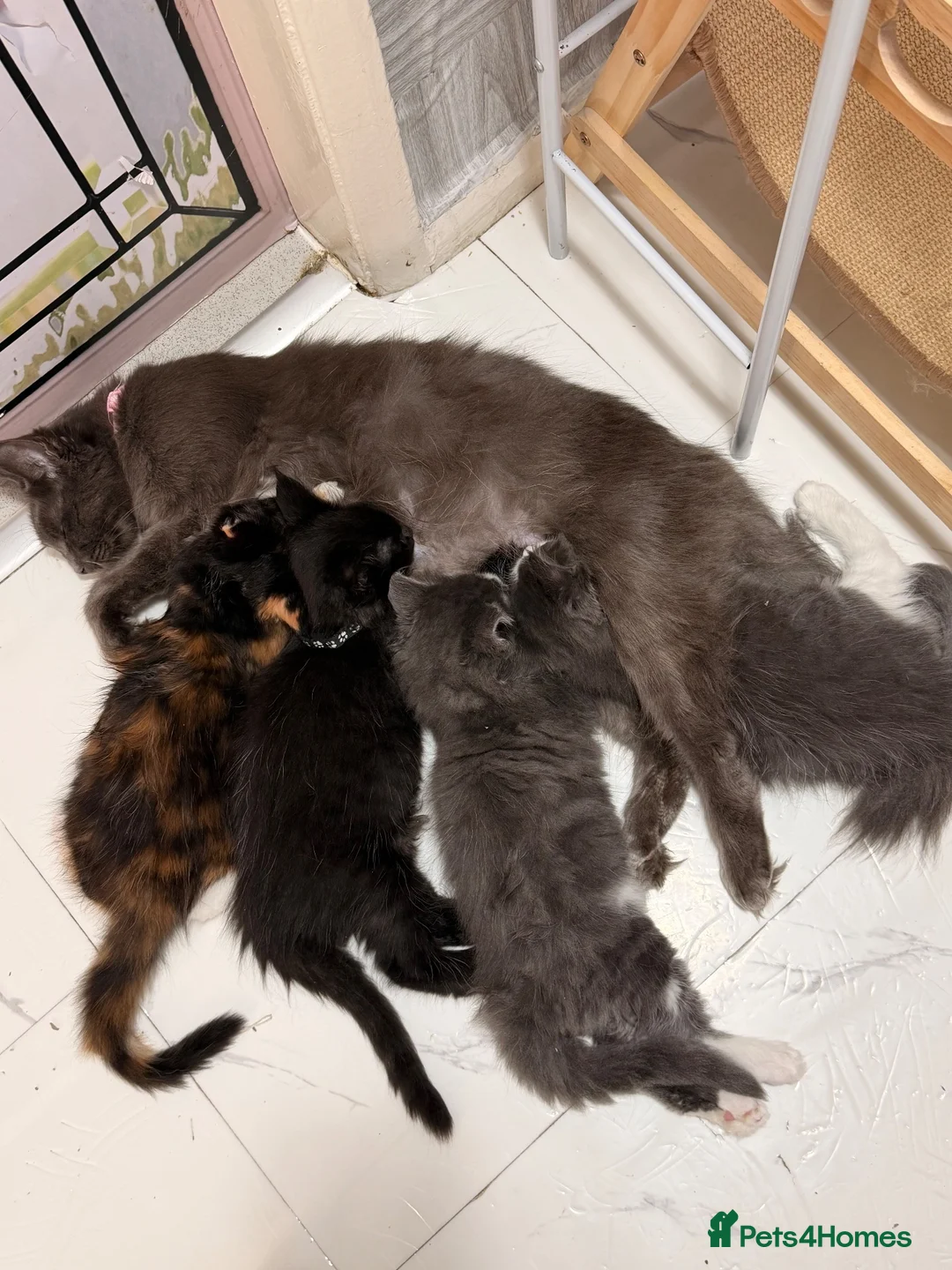 Maine Coon cats for sale: Maine coon kittens for sale - Advert 1