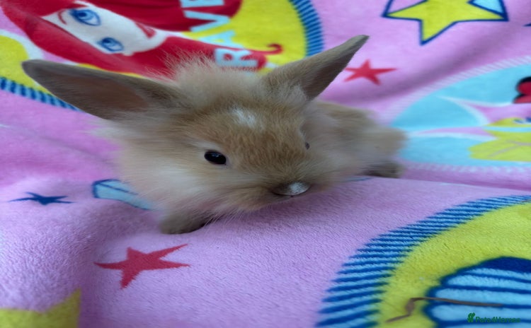Lionhead rabbits - Advert 13