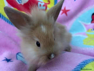 Lionhead rabbits - Advert 20