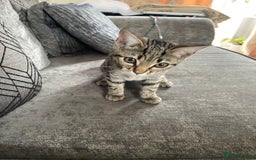 Bengal cats for sale: Beautiful female  kitten❤️ - Image 6