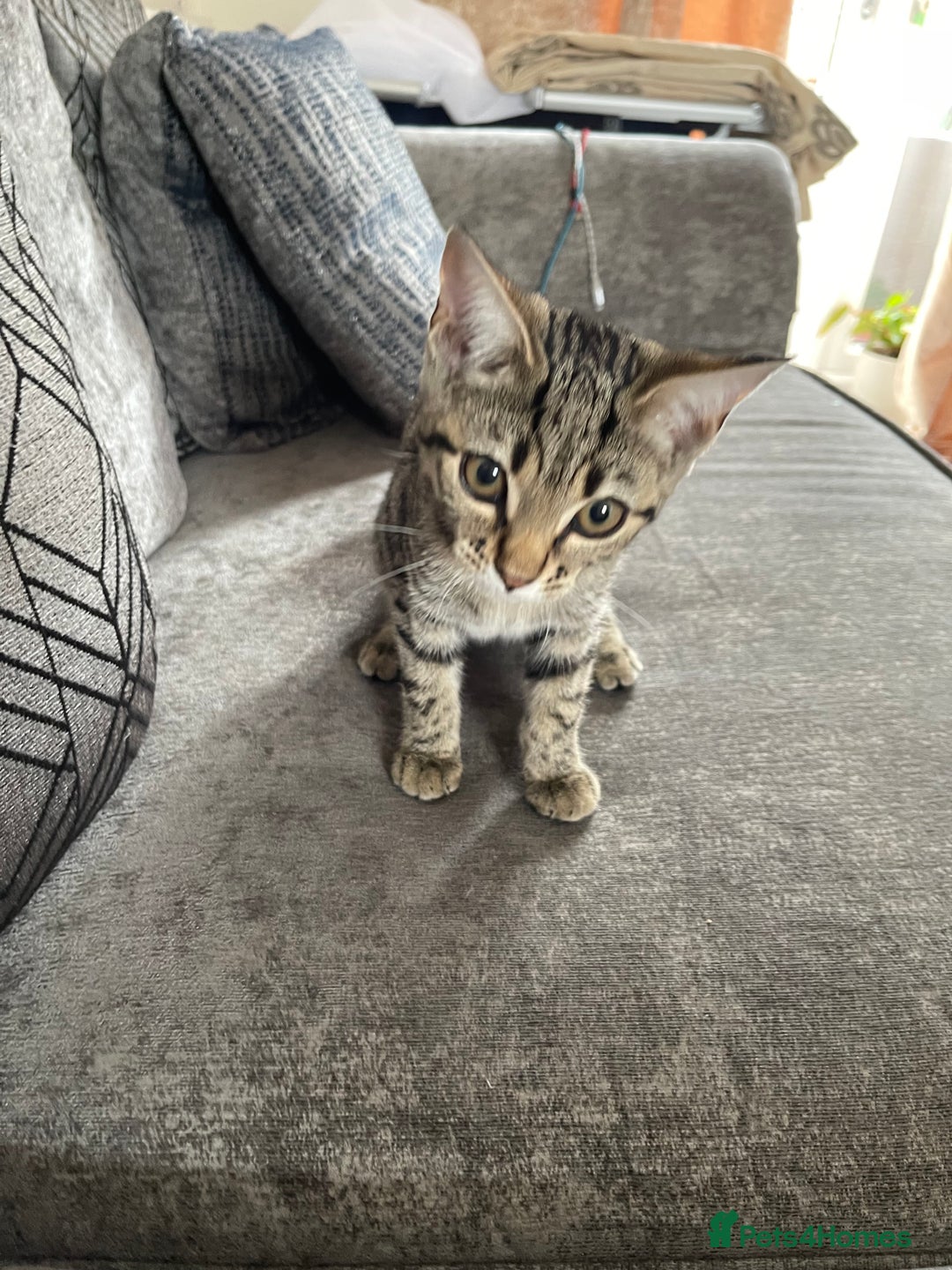 Bengal cats for sale: Beautiful female  kitten❤️ - Image 6