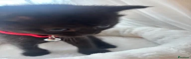 British Shorthair Kitten 5