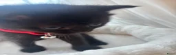 British Shorthair cats for sale: Adorable Kittens Looking for loving new homes - Advert 34