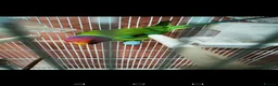 Parakeets birds for sale: MALE PLUMHEAD AND MALE PARROTLET - Advert 5