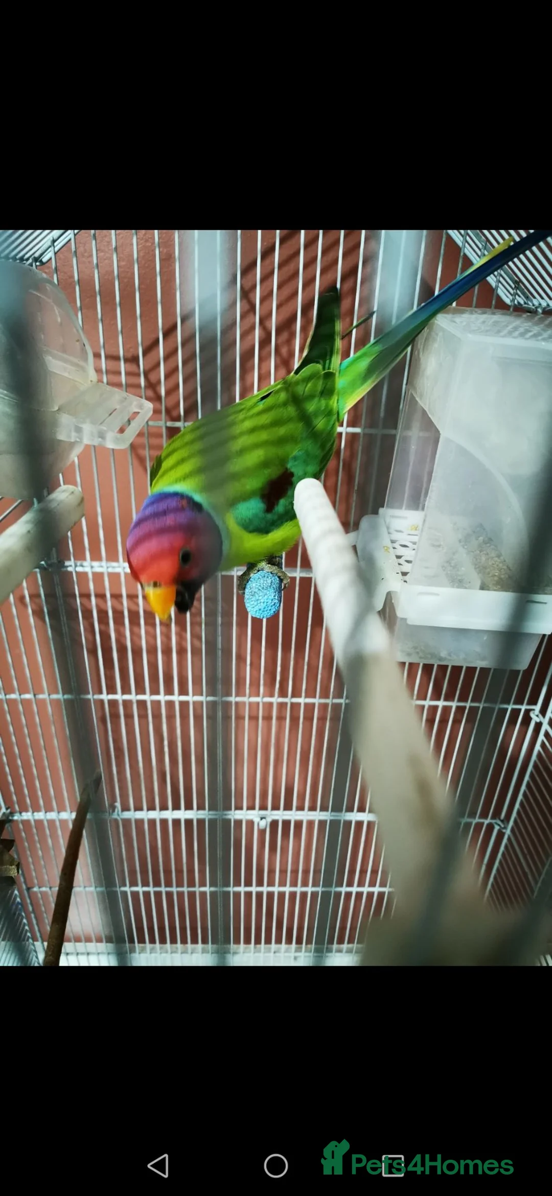 Parakeets birds for sale: MALE PLUMHEAD AND MALE PARROTLET - Advert 5